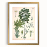 Vintage Botanical Art Print – Carica Papaya Tree and Flowers
