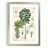 Vintage Botanical Art Print – Carica Papaya Tree and Flowers