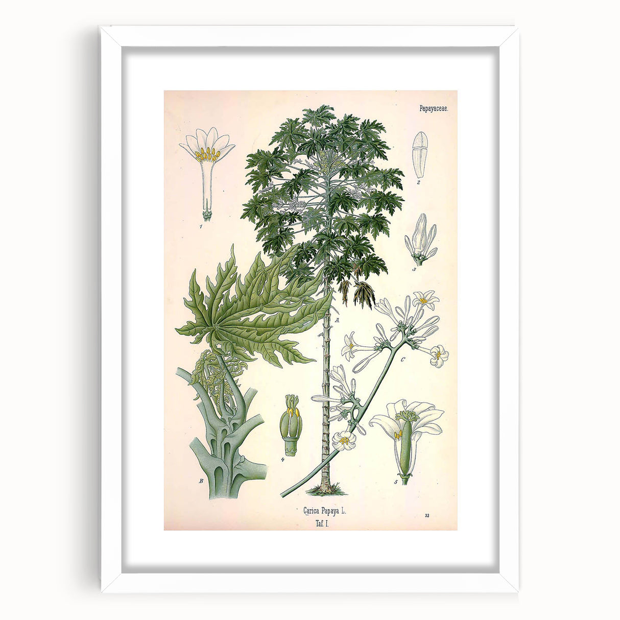 Vintage Botanical Art Print – Carica Papaya Tree and Flowers