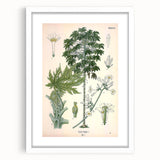 Vintage Botanical Art Print – Carica Papaya Tree and Flowers