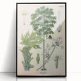 Vintage Botanical Art Print – Carica Papaya Tree and Flowers