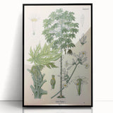 Vintage Botanical Art Print – Carica Papaya Tree and Flowers