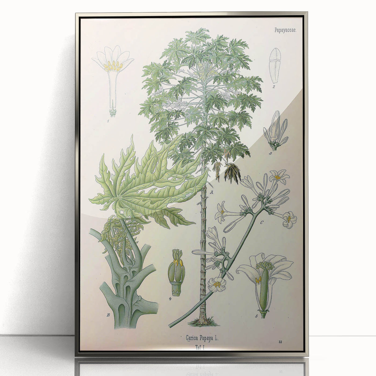 Vintage Botanical Art Print – Carica Papaya Tree and Flowers