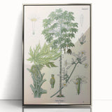 Vintage Botanical Art Print – Carica Papaya Tree and Flowers