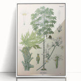 Vintage Botanical Art Print – Carica Papaya Tree and Flowers