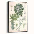 Vintage Botanical Art Print – Carica Papaya Tree and Flowers