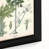 Vintage Botanical Art Print – Carica Papaya Tree and Flowers