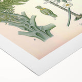 Vintage Botanical Art Print – Carica Papaya Tree and Flowers