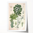 Vintage Botanical Art Print – Carica Papaya Tree and Flowers