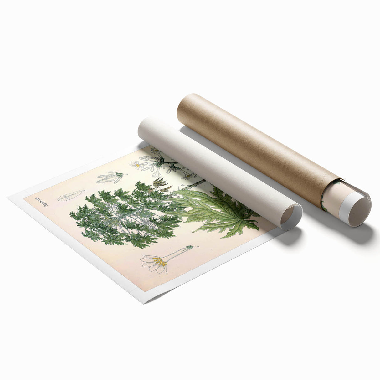 Vintage Botanical Art Print – Carica Papaya Tree and Flowers