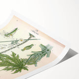 Vintage Botanical Art Print – Carica Papaya Tree and Flowers