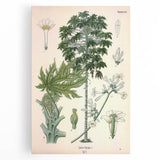 Vintage Botanical Art Print – Carica Papaya Tree and Flowers