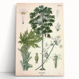 Vintage Botanical Art Print – Carica Papaya Tree and Flowers