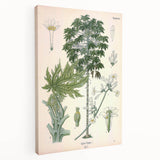 Vintage Botanical Art Print – Carica Papaya Tree and Flowers