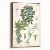 Vintage Botanical Art Print – Carica Papaya Tree and Flowers