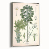 Vintage Botanical Art Print – Carica Papaya Tree and Flowers
