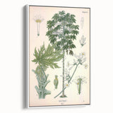 Vintage Botanical Art Print – Carica Papaya Tree and Flowers
