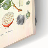 Vintage Botanical Art Print - Strychnos Nux-vomica Strychnine Tree Illustration