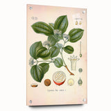 Vintage Botanical Art Print - Strychnos Nux-vomica Strychnine Tree Illustration