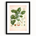 Vintage Botanical Art Print - Strychnos Nux-vomica Strychnine Tree Illustration