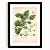 Vintage Botanical Art Print - Strychnos Nux-vomica Strychnine Tree Illustration