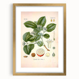 Vintage Botanical Art Print - Strychnos Nux-vomica Strychnine Tree Illustration