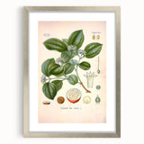 Vintage Botanical Art Print - Strychnos Nux-vomica Strychnine Tree Illustration