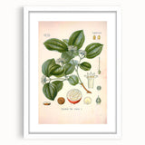 Vintage Botanical Art Print - Strychnos Nux-vomica Strychnine Tree Illustration