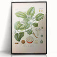 Vintage Botanical Art Print - Strychnos Nux-vomica Strychnine Tree Illustration