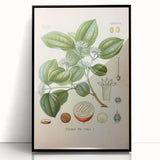 Vintage Botanical Art Print - Strychnos Nux-vomica Strychnine Tree Illustration
