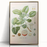 Vintage Botanical Art Print - Strychnos Nux-vomica Strychnine Tree Illustration