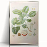 Vintage Botanical Art Print - Strychnos Nux-vomica Strychnine Tree Illustration