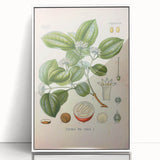 Vintage Botanical Art Print - Strychnos Nux-vomica Strychnine Tree Illustration