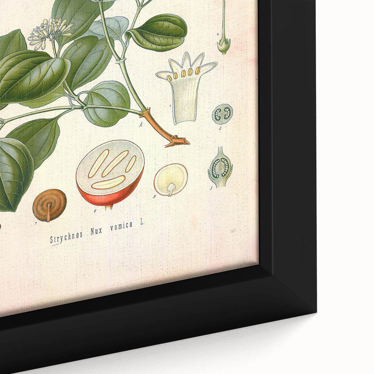 Vintage Botanical Art Print - Strychnos Nux-vomica Strychnine Tree Illustration