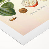 Vintage Botanical Art Print - Strychnos Nux-vomica Strychnine Tree Illustration