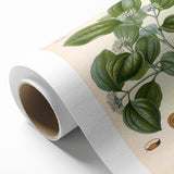 Vintage Botanical Art Print - Strychnos Nux-vomica Strychnine Tree Illustration