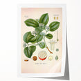 Vintage Botanical Art Print - Strychnos Nux-vomica Strychnine Tree Illustration