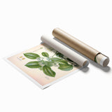 Vintage Botanical Art Print - Strychnos Nux-vomica Strychnine Tree Illustration