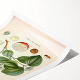 Vintage Botanical Art Print - Strychnos Nux-vomica Strychnine Tree Illustration