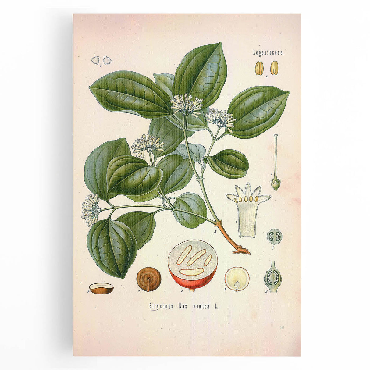 Vintage Botanical Art Print - Strychnos Nux-vomica Strychnine Tree Illustration