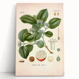 Vintage Botanical Art Print - Strychnos Nux-vomica Strychnine Tree Illustration