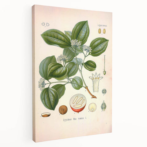 Vintage Botanical Art Print - Strychnos Nux-vomica Strychnine Tree Illustration