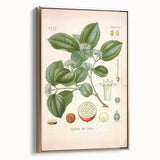 Vintage Botanical Art Print - Strychnos Nux-vomica Strychnine Tree Illustration