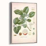 Vintage Botanical Art Print - Strychnos Nux-vomica Strychnine Tree Illustration