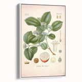 Vintage Botanical Art Print - Strychnos Nux-vomica Strychnine Tree Illustration