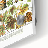 Vintage Botanical Art Print – Grapevine Illustrations and Leaves