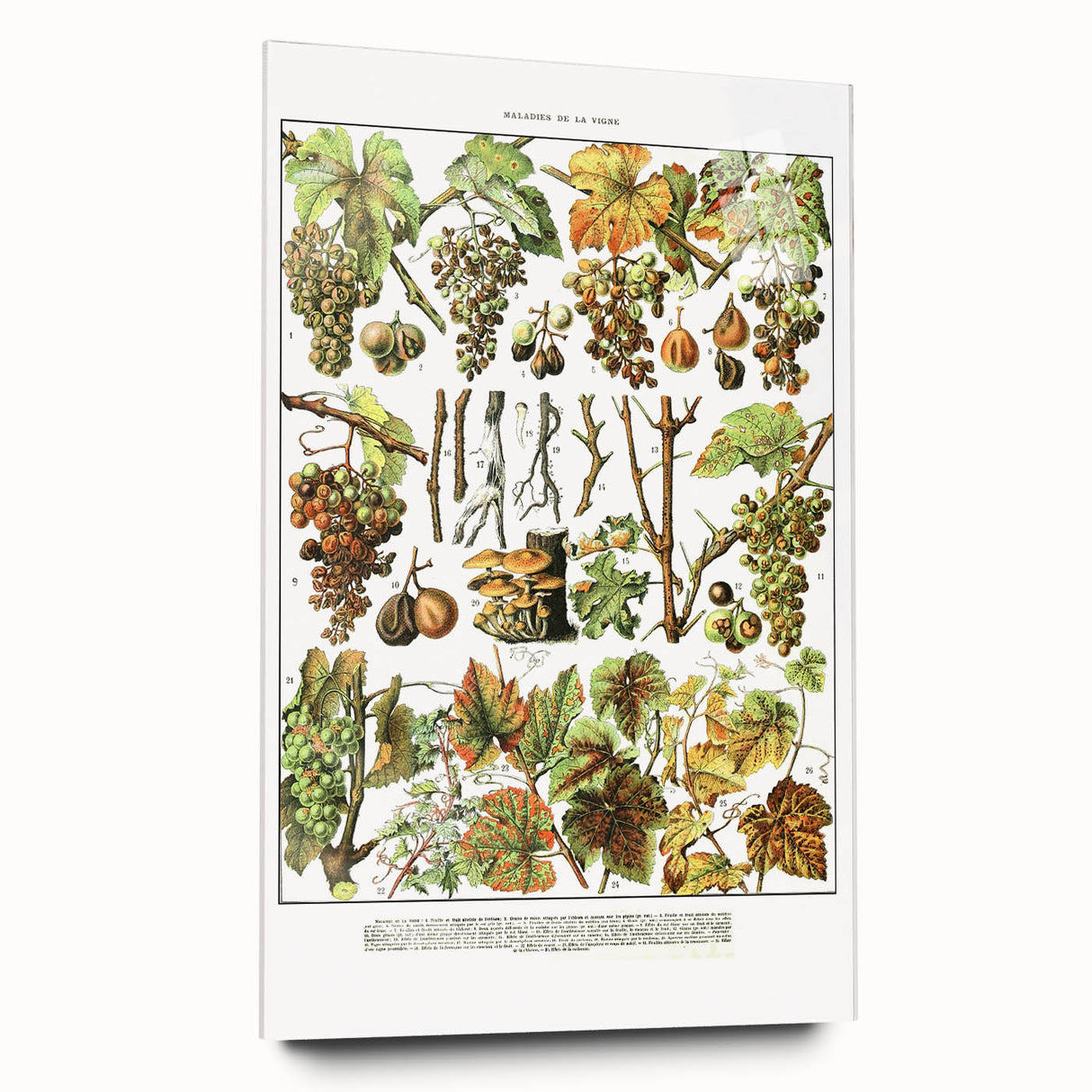 Vintage Botanical Art Print – Grapevine Illustrations and Leaves