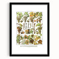 Vintage Botanical Art Print – Grapevine Illustrations and Leaves