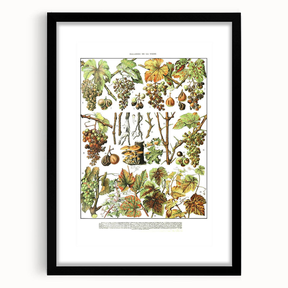 Vintage Botanical Art Print – Grapevine Illustrations and Leaves