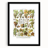 Vintage Botanical Art Print – Grapevine Illustrations and Leaves